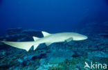 Tawny Nurse shark (Nebrius ferrugineus) 