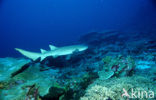 Tawny Nurse shark (Nebrius ferrugineus) 