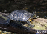 yellow-bellied slider (Trachemys scripta scripta)