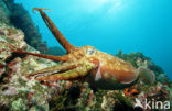 Pharao cuttlefish (Sepia pharaonis)