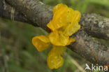 Yellow brain (Tremella mesenterica)