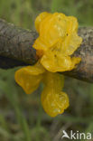 Yellow brain (Tremella mesenterica)