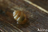Striated whorl snail (Vertigo substriata)