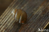 Striated whorl snail (Vertigo substriata)