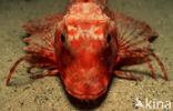 Streaked Gurnard (Trigloporus lastoviza)