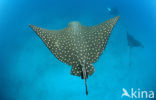 Spotted Eagle Ray (Aetobatus narinari) 