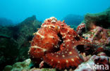 Common Octopus (Octopus vulgaris)