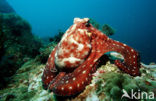 Common Octopus (Octopus vulgaris)