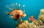 Gewone Koraalduivel (Pterois volitans)