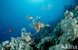 Gewone Koraalduivel (Pterois volitans)