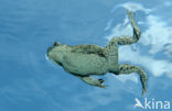 Gewone pad (Bufo bufo)