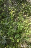 Wild Parsnip (Pastinaca sativa)