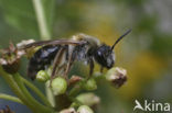 Gewone Rozenzandbij (Andrena fucata)