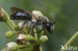 Gewone Rozenzandbij (Andrena fucata)
