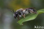 Gewone Rozenzandbij (Andrena fucata)