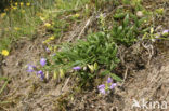 Gewone vleugeltjesbloem (Polygala vulgaris) 