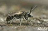 Glanzende bandgroefbij (Lasioglossum zonulum)