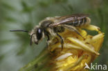 Glimmende zandbij (Andrena polita) 