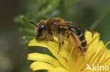 mining bee (Andrena polita)