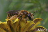 Glimmende zandbij (Andrena polita) 