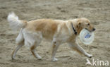 Golden retriever (Canis domesticus)