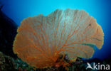 Gorgonian coral