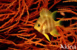 Golden damselfish (Amblyglyphidodon aureus)