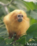 Golden Lion Tamarin (Leontopithecus rosalia) 