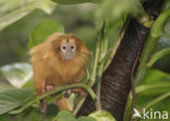 Golden Lion Tamarin (Leontopithecus rosalia) 