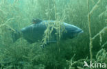 Grass Carp (Ctenopharyngodon idella)