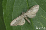 Grijze dwergspanner (Eupithecia subfuscata)