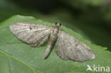 Grey pug (Eupithecia subfuscata)