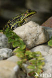 green frog (Rana esculenta 