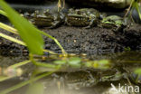 green frog (Rana esculenta 