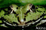 Groene kikker (Rana esculenta)