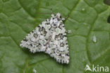 Groene korstmosuil (Cryphia muralis)