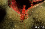 Reticulated hinge-beak shrimp (Cinetorhynchus reticulatus)