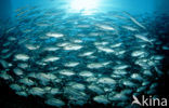 Bigeye trevally (Caranx sexfasciatus)