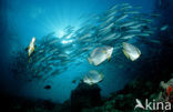 Bigeye trevally (Caranx sexfasciatus)