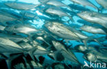 Bigeye trevally (Caranx sexfasciatus)