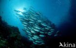 Bigeye trevally (Caranx sexfasciatus)