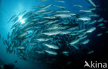 Bigeye trevally (Caranx sexfasciatus)