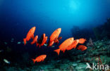 Cressent-tail bigeye (Priacanthus hamrur)