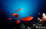 Cressent-tail bigeye (Priacanthus hamrur)