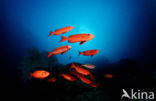 Cressent-tail bigeye (Priacanthus hamrur)