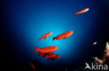 Cressent-tail bigeye (Priacanthus hamrur)