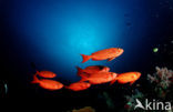 Cressent-tail bigeye (Priacanthus hamrur)