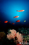 Cressent-tail bigeye (Priacanthus hamrur)