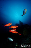 Cressent-tail bigeye (Priacanthus hamrur)