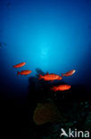 Cressent-tail bigeye (Priacanthus hamrur)